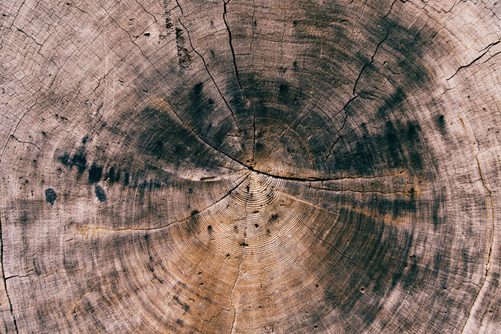 round brown and black cut tree
