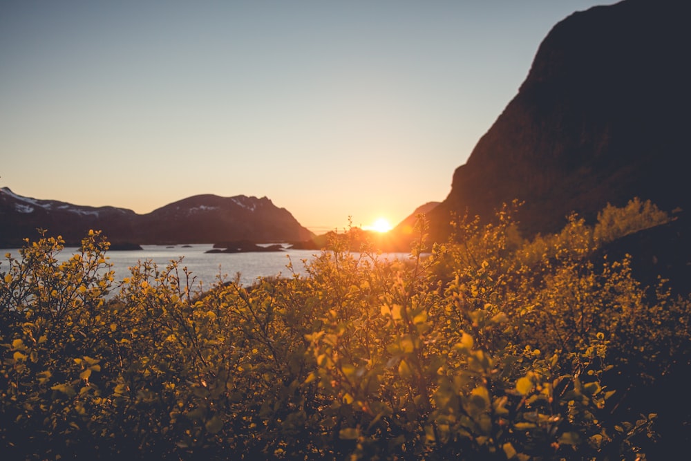 landscape photography of green leafed plants near body of water during golden hour