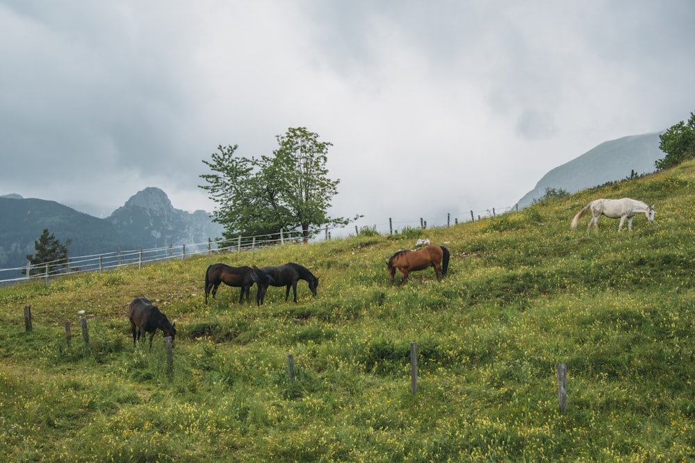 horse on grass field during daytime