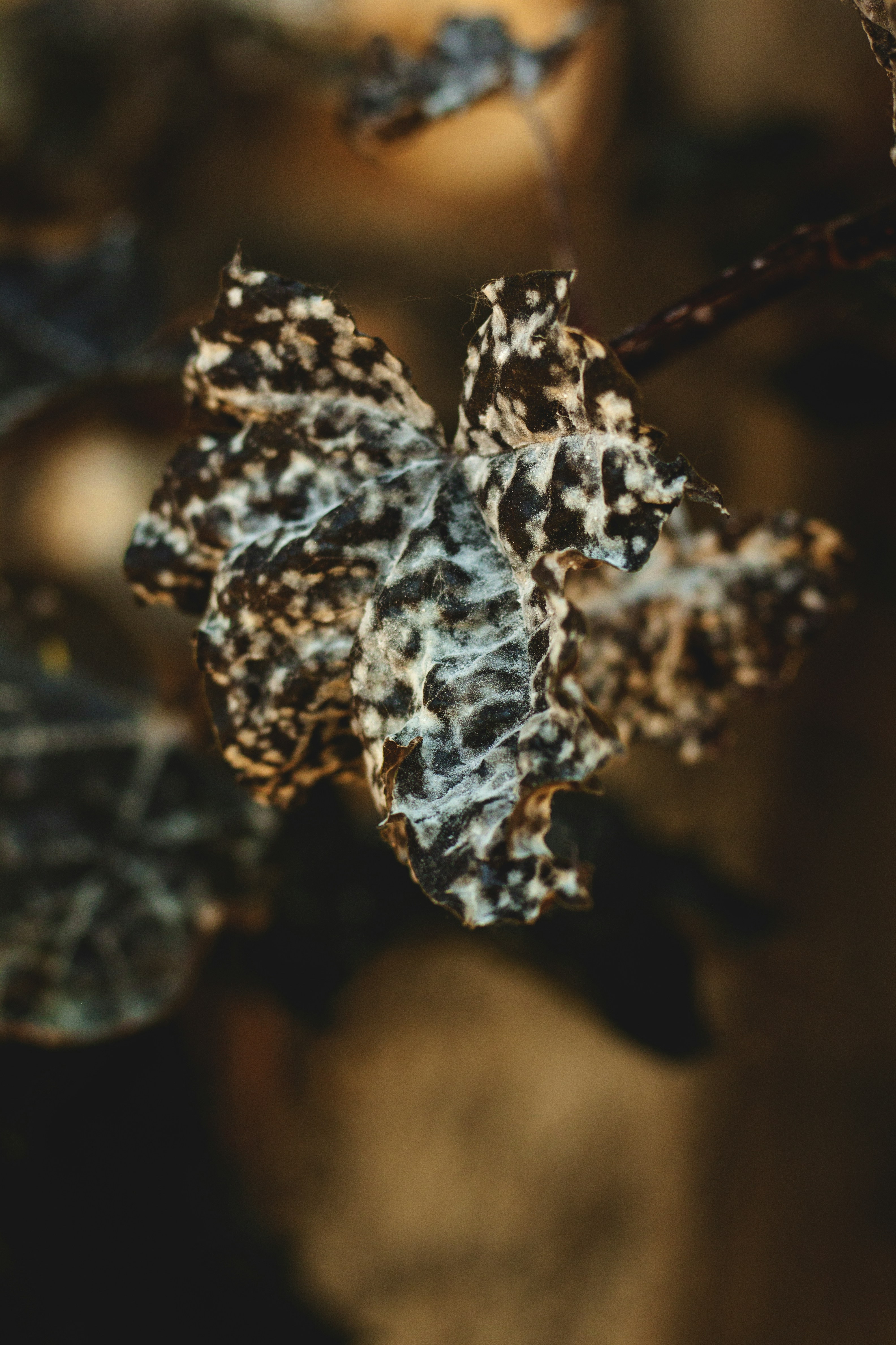 Free Unsplash photo from Cody Audet