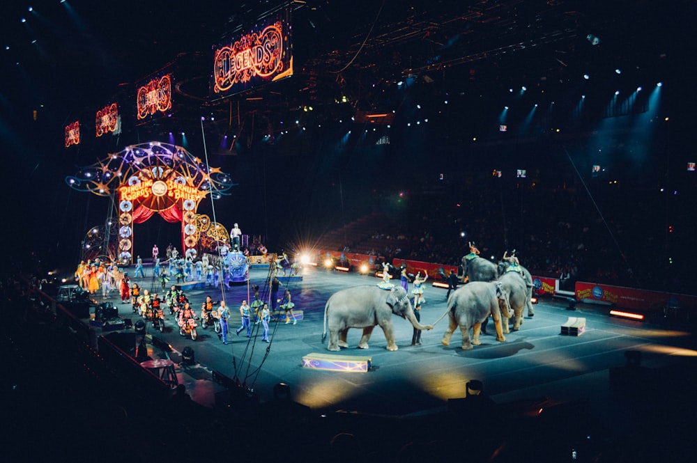 Elefantes cinzentos se apresentando no circo