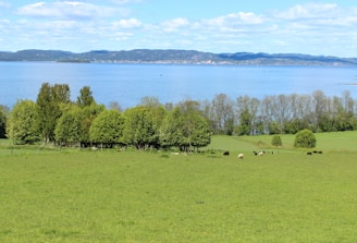 A lush green pasture with livestock grazing under bright blue skies.