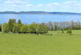 A wide shot of green pastures with sheep grazing under clear blue skies at Highland Sky Farm.