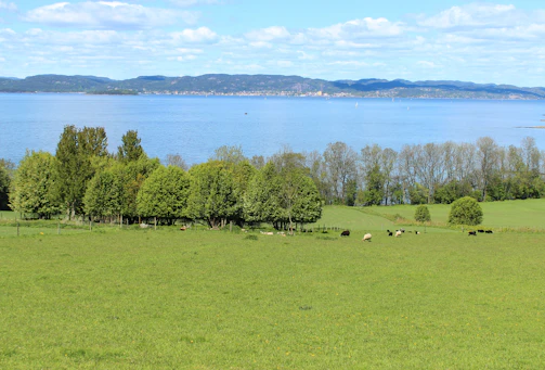 A lush green pasture with healthy livestock grazing under a bright blue sky.