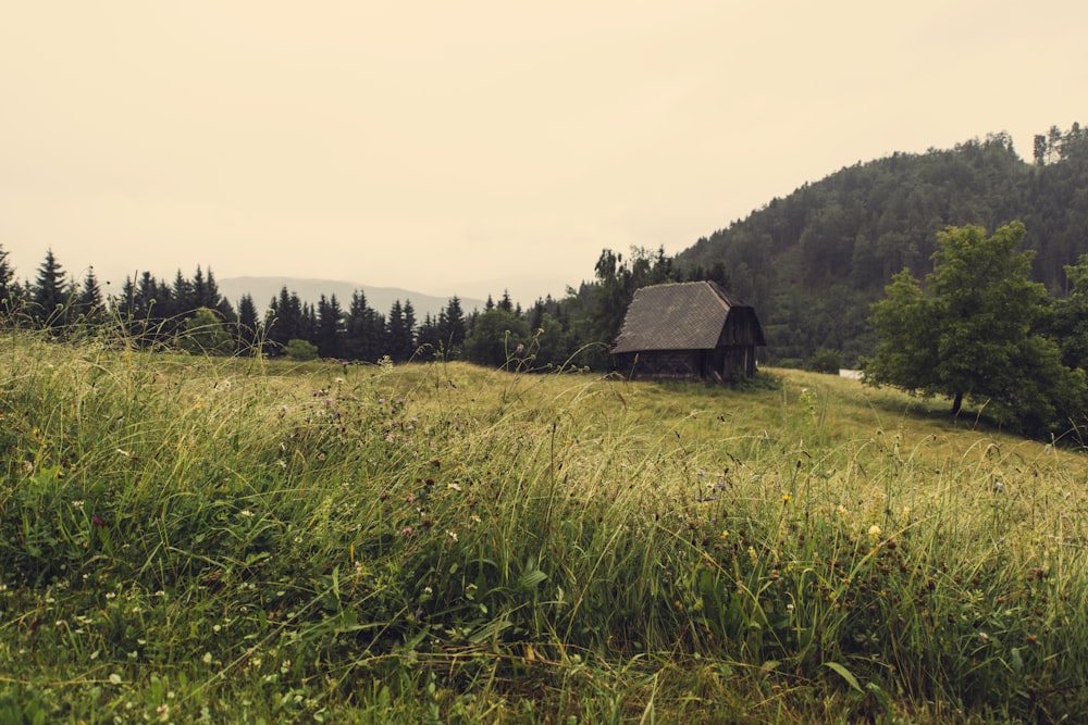 grass field near on house