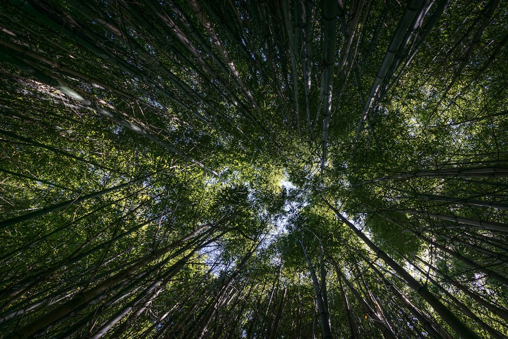 low angle photography of trees at daytime