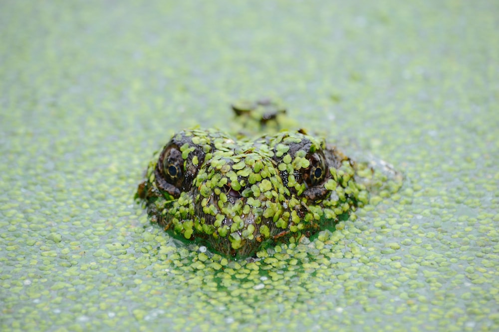 frog soak on water