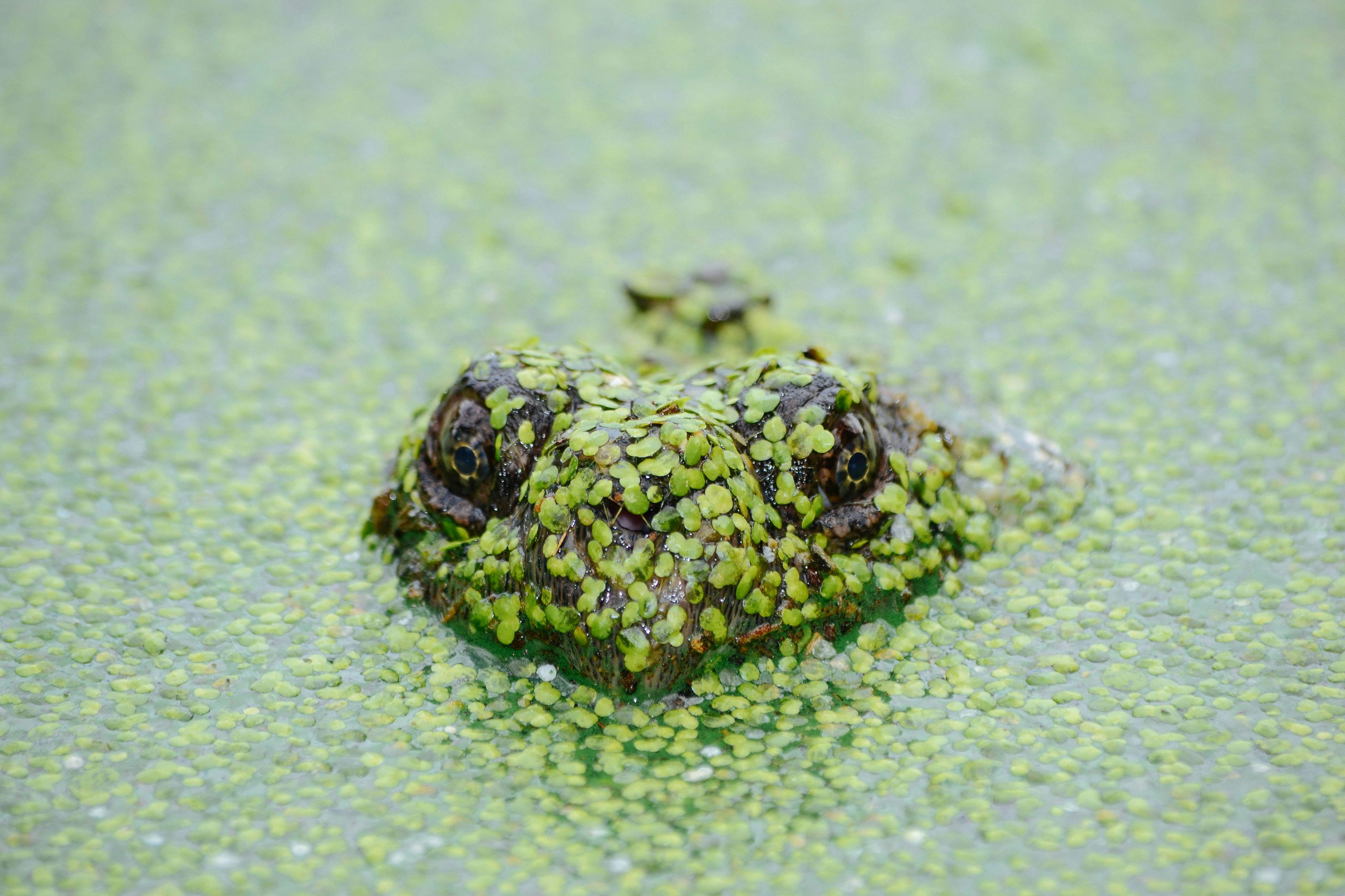 A reptilian creature poking its head up from the water. Both the reptile and the water are covered in tiny green leaves.