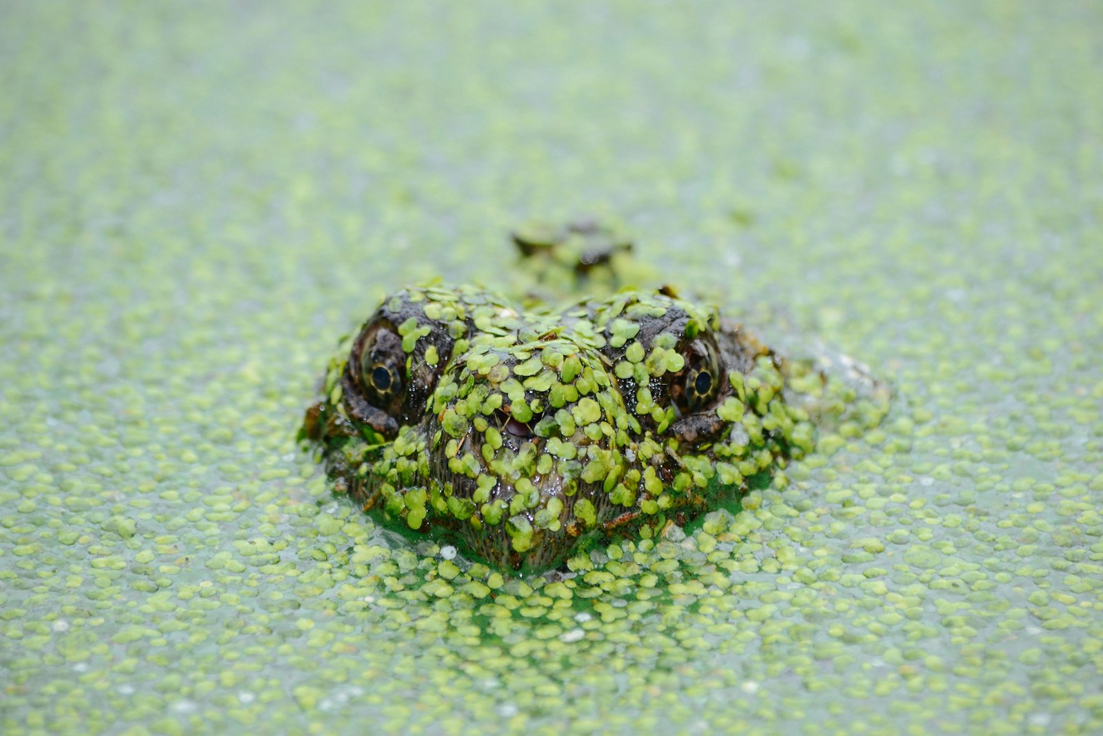 Nikon D3100 + Nikon AF-S DX Nikkor 55-300mm F4.5-5.6G ED VR sample photo. Frog soak on water photography