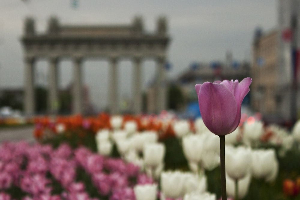 pink flower in tilt shift lens