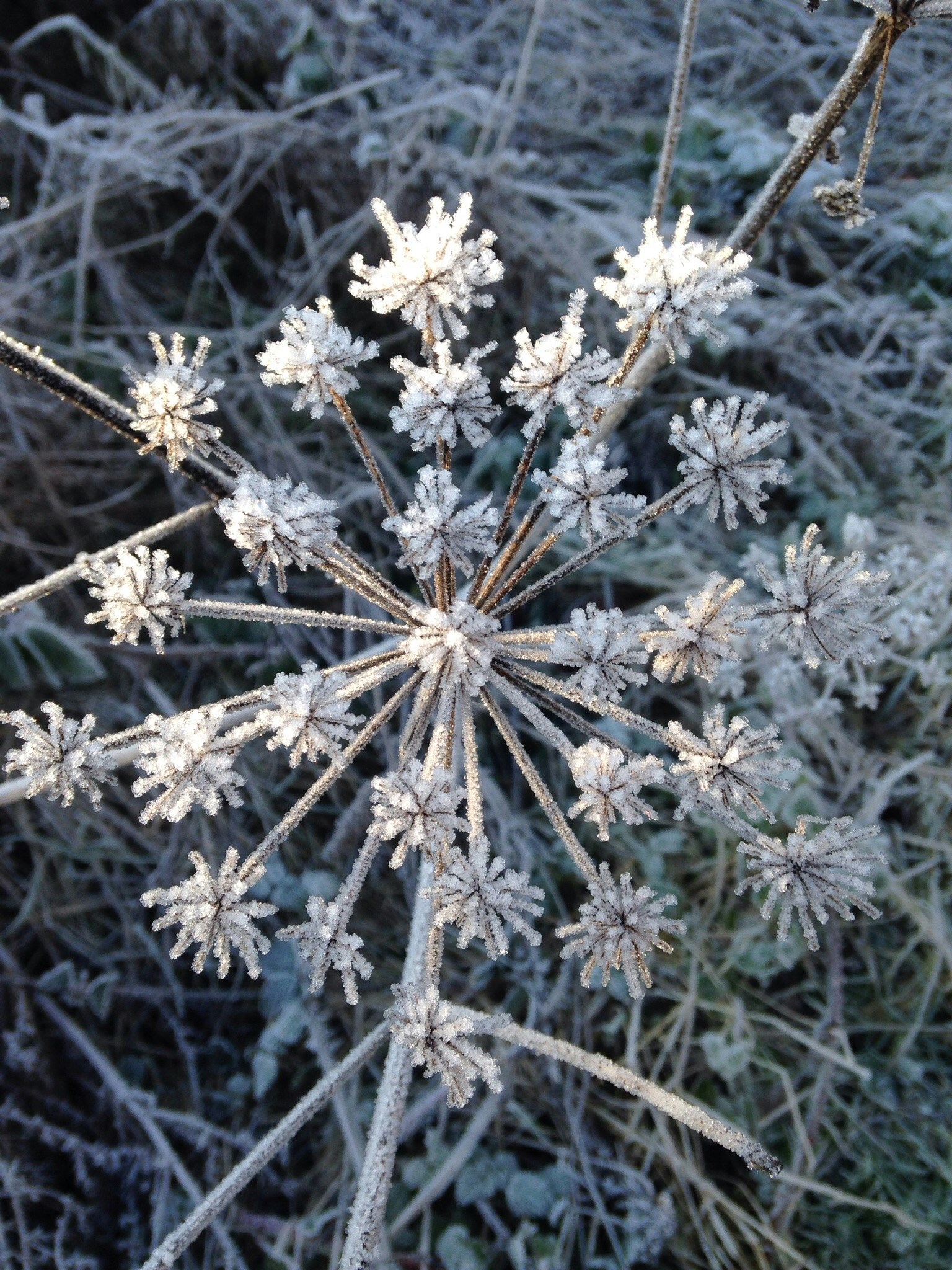 Free Unsplash photo from Chris Sargison