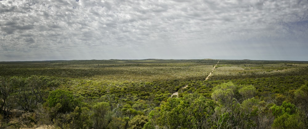 aerial photo of green forest under cloudy sky during daytime