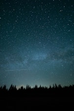 trees under blue sky and stars during nighttime photo