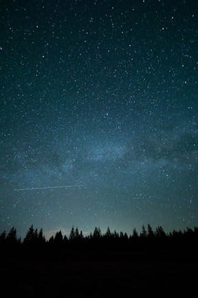 trees under blue sky and stars during nighttime photo