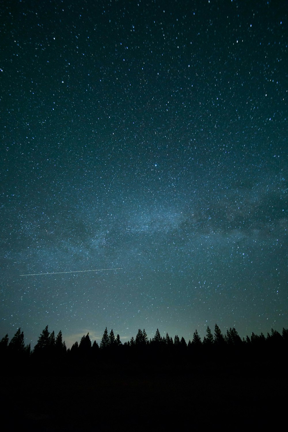 trees under blue sky and stars during nighttime photo