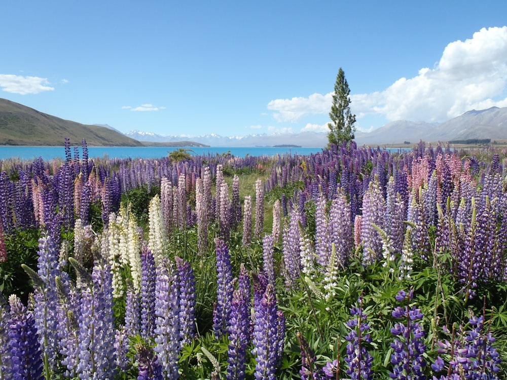 aerial photography of purple flower field