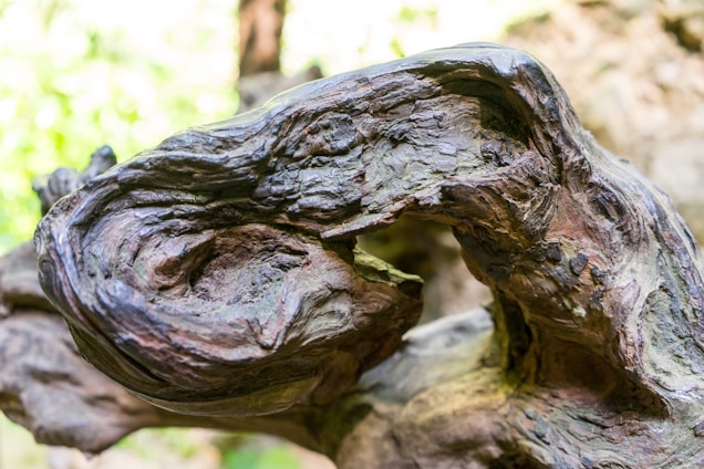 Close-up of a richly textured petrified wood slab with natural colors and patterns, ready to be transformed into furniture.