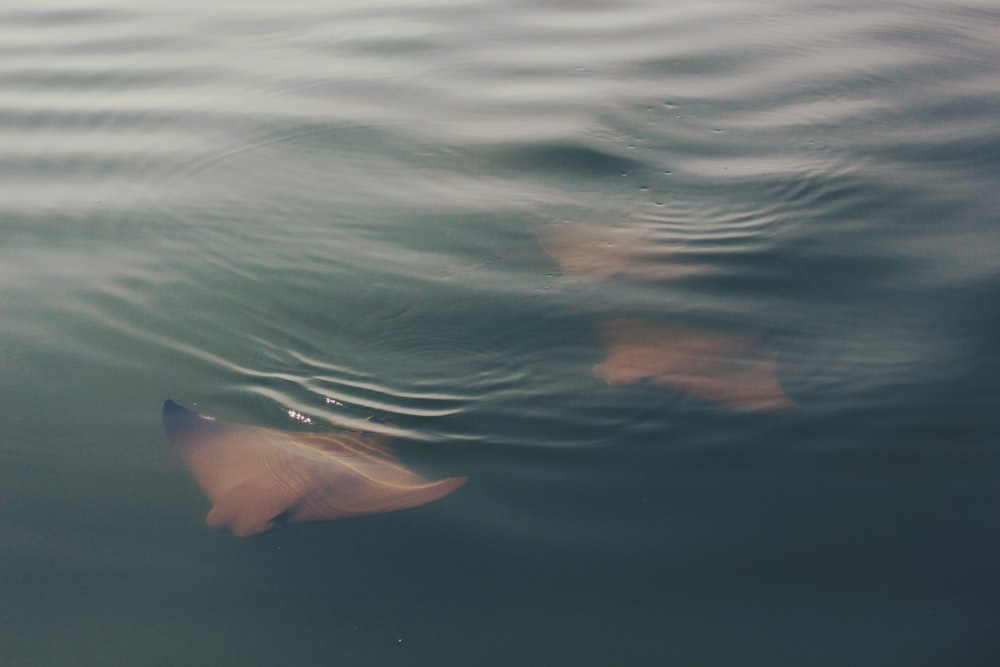 school of sting-ray