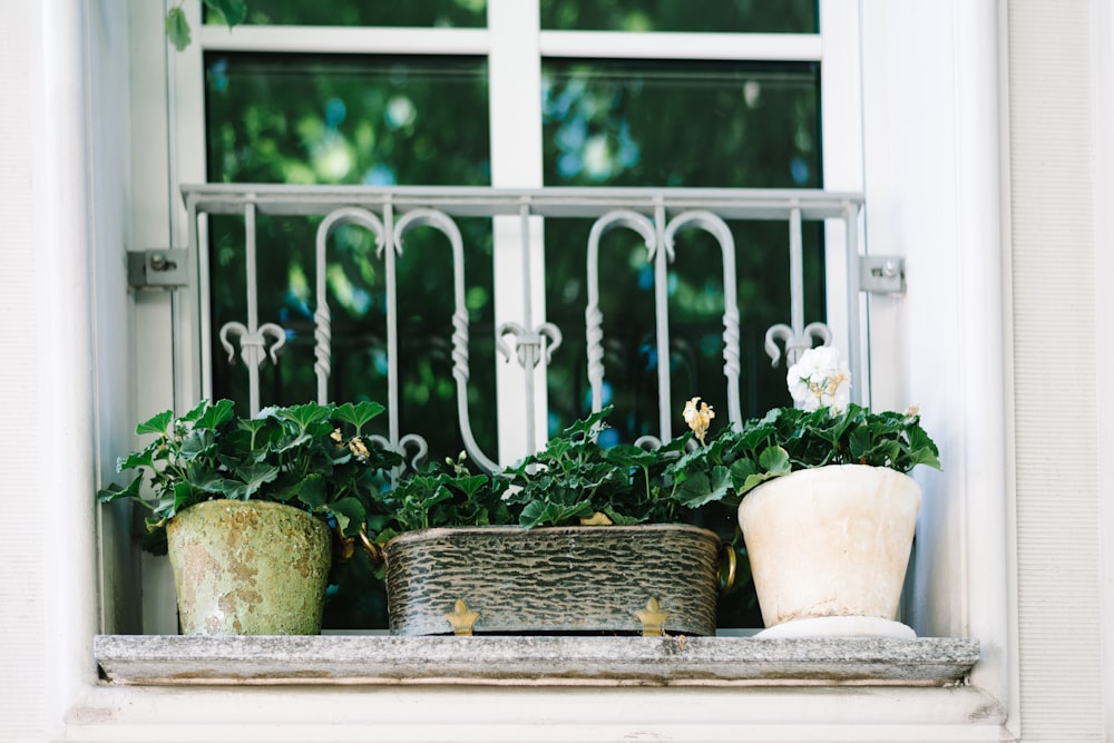 green-leafed plants in pots on window