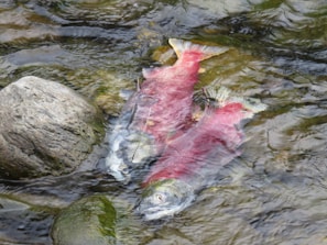 Two salmon with vibrant red bodies and greenish heads are submerged in shallow, clear water near some rocks. The fish appear to be close to each other, surrounded by gently rippling water. The rocky riverbed and subtle plant life add natural textures to the scene.