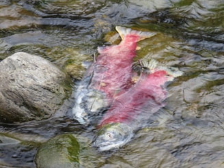 Two salmon with vibrant red bodies and greenish heads are submerged in shallow, clear water near some rocks. The fish appear to be close to each other, surrounded by gently rippling water. The rocky riverbed and subtle plant life add natural textures to the scene.