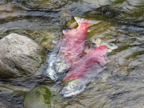 Close-up of a hand-drawn salmon swimming upstream, printed on a soft cotton tee.