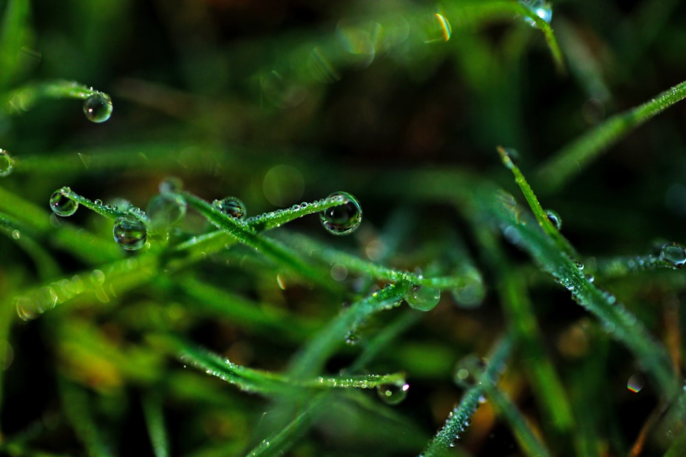 macro shot of water drops