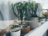 A collection of various houseplants placed in pots is visible through a window. Reflections on the glass give a dreamy quality to the scene, with sunlight filtering through, creating soft shadows. The pots vary in size and color, and the plants appear healthy, with green leaves in different shapes.