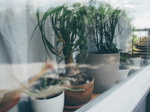 Houseplant Propagates