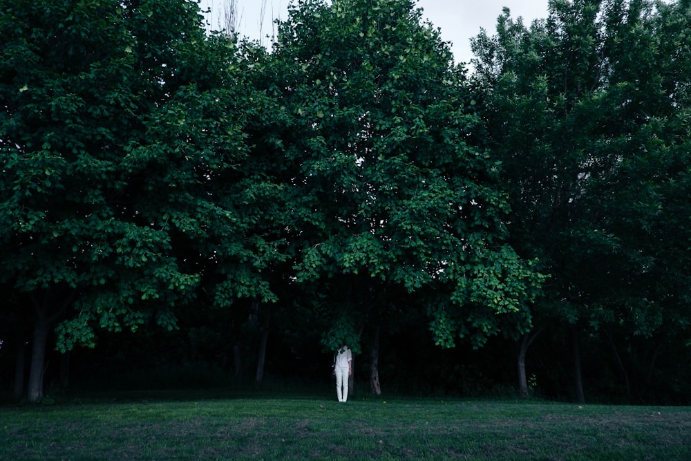 person standing under green leaf tree at daytime