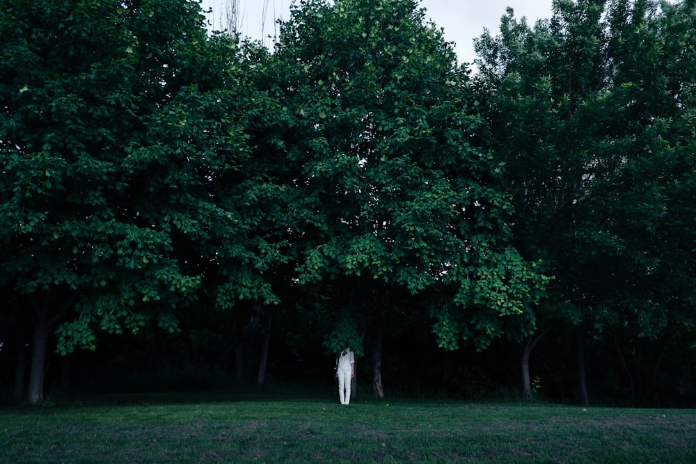 Persona in piedi sotto l'albero verde della foglia al giorno