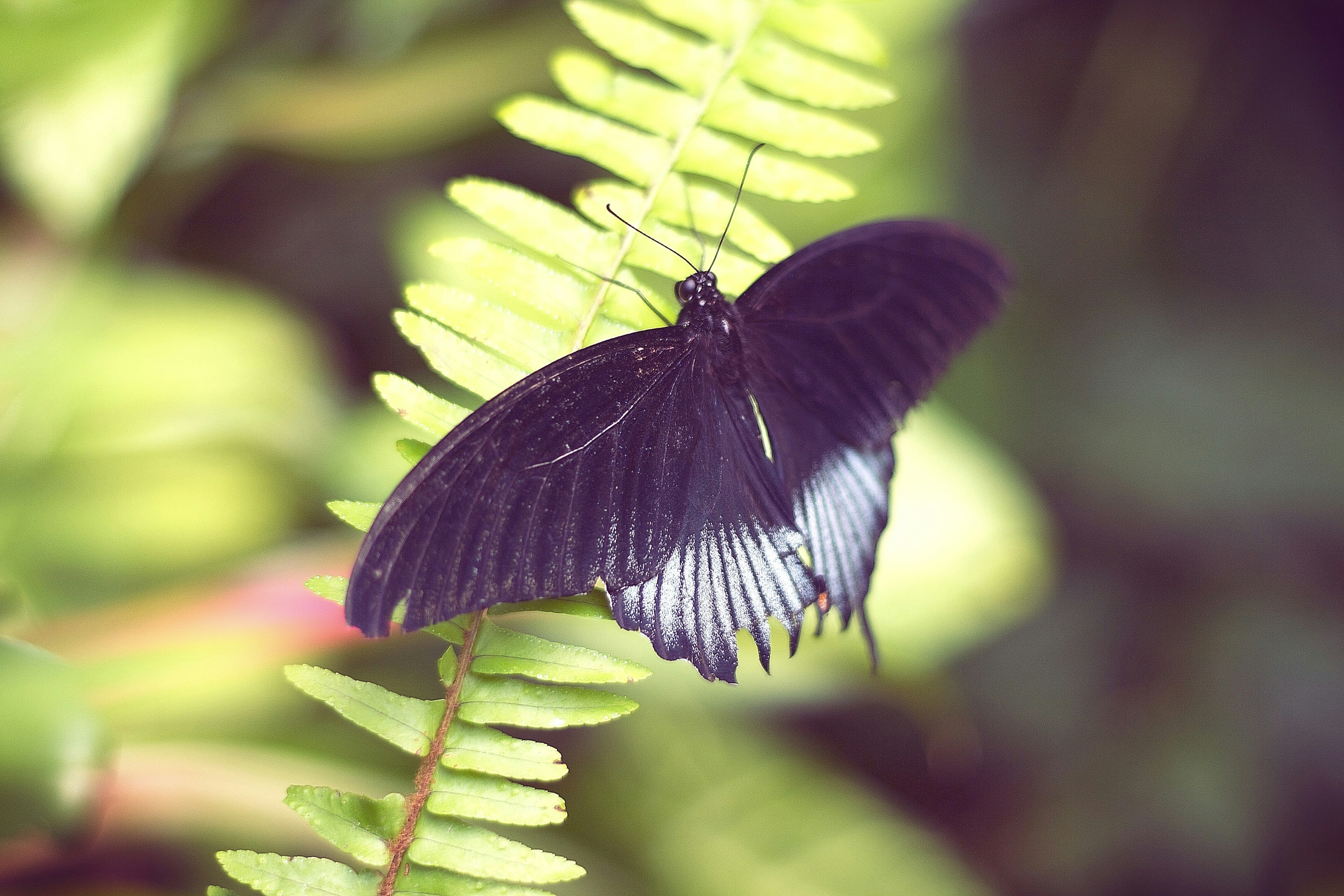 Free Unsplash photo from Dominik Vayrynen