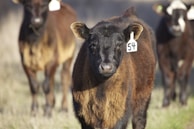 A close-up image of a brown and black cow with an ear tag labeled 54 standing in a grassy field. In the background, a few other cows are slightly out of focus, indicating a natural outdoor setting.