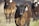 A close-up image of a brown and black cow with an ear tag labeled 54 standing in a grassy field. In the background, a few other cows are slightly out of focus, indicating a natural outdoor setting.