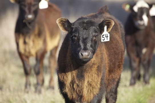 A close-up image of a brown and black cow with an ear tag labeled 54 standing in a grassy field. In the background, a few other cows are slightly out of focus, indicating a natural outdoor setting.
