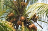 Coconuts grow clustered around the top of a tall coconut palm tree, surrounded by large, arching green fronds against a blue sky.