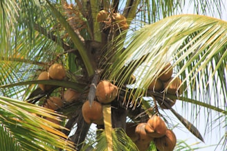 Coconuts grow clustered around the top of a tall coconut palm tree, surrounded by large, arching green fronds against a blue sky.