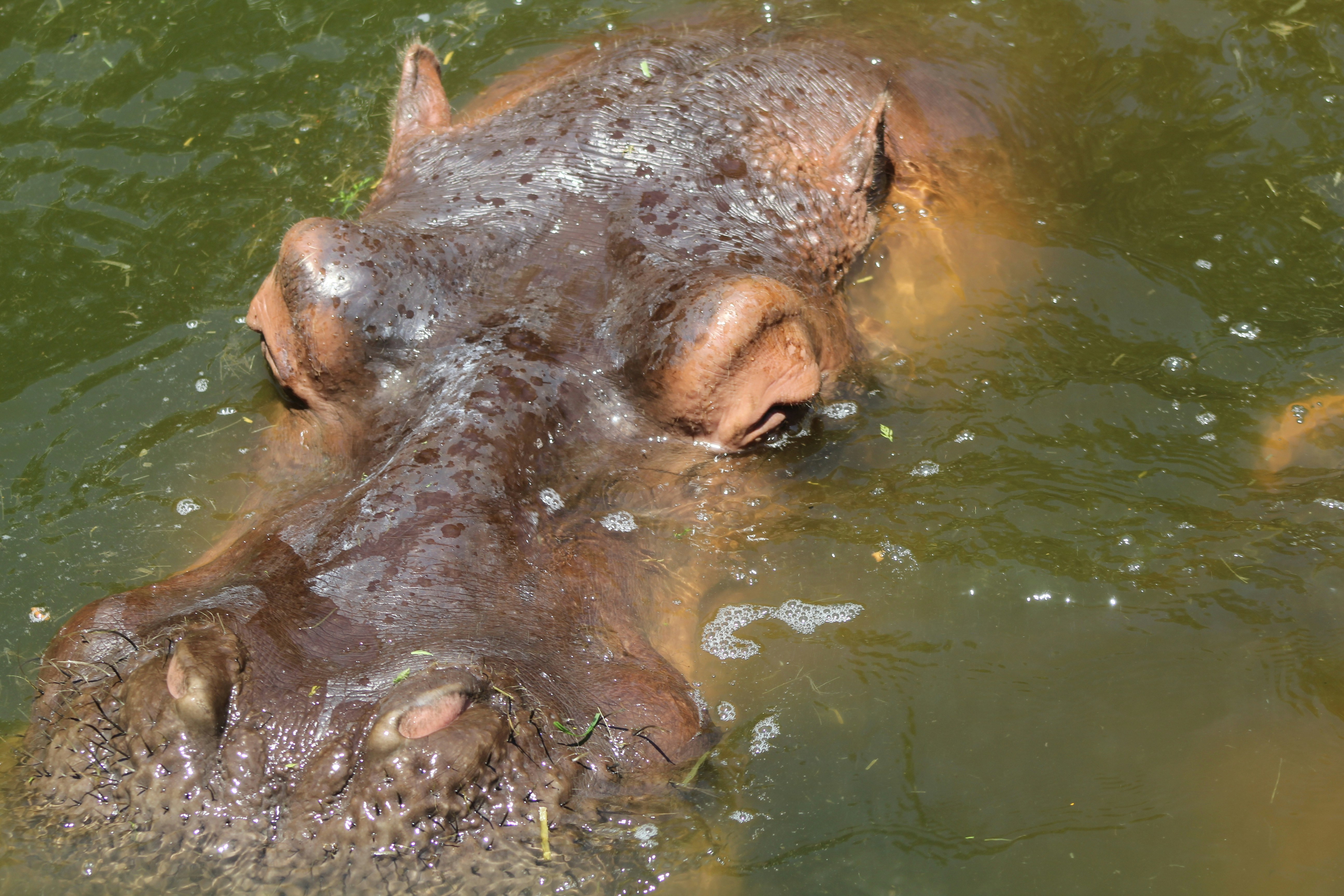 Free Unsplash photo from Mehran Babaee