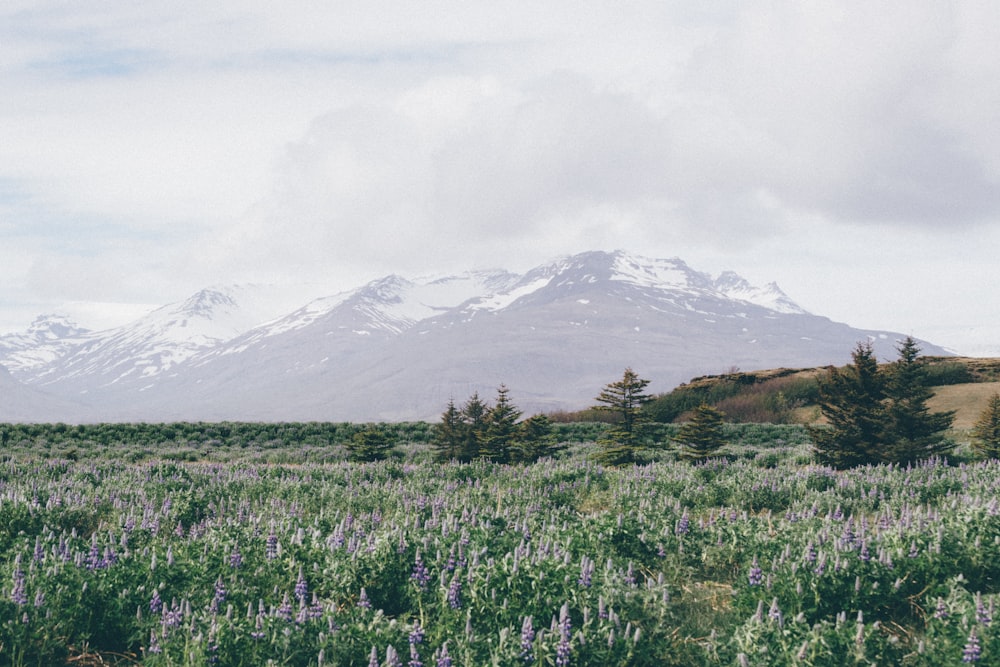 Fotografía de paisaje de campo de plantas frente a los Alpes montañosos