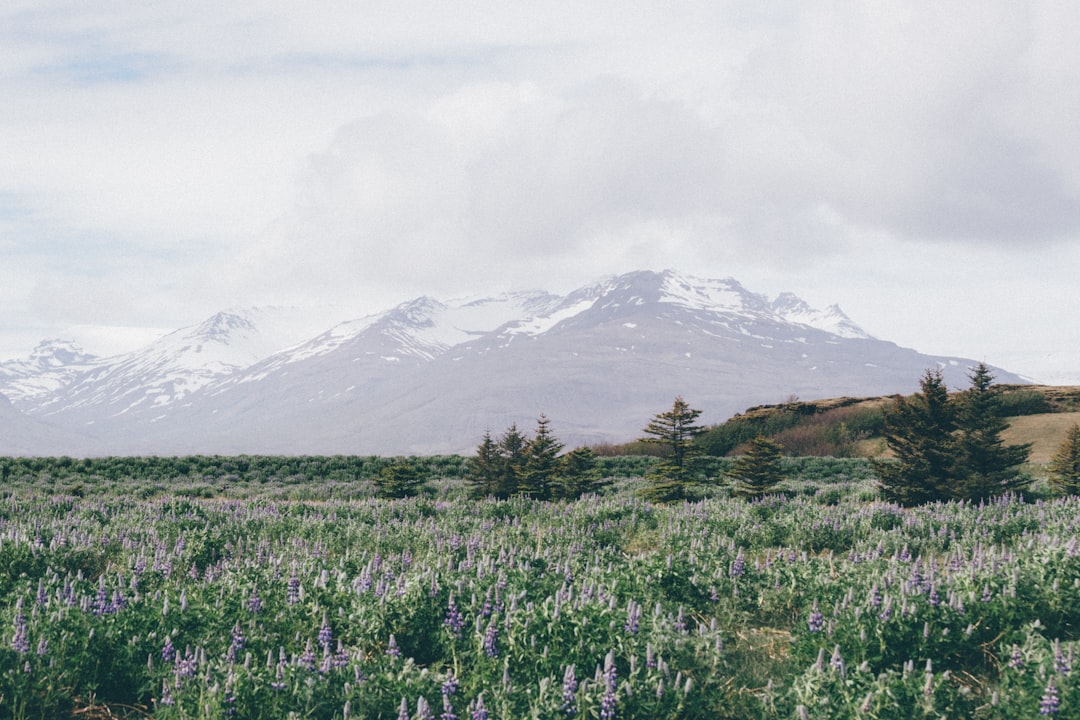 landscape photography of field of plants in front of mountain alps