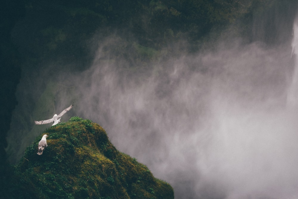 two white-and-gray birds on mountain cliff