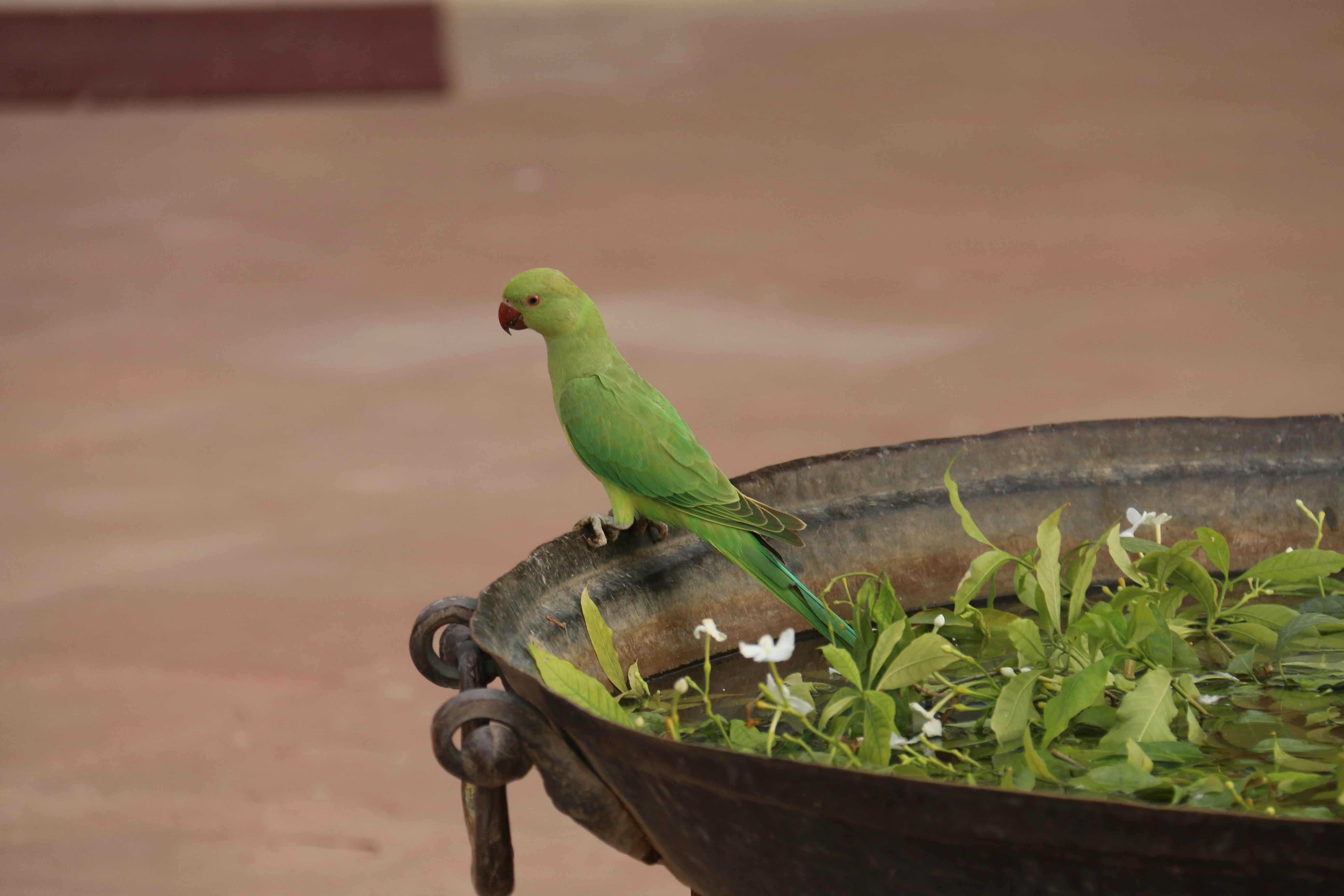 Free Unsplash photo from KC Rajput