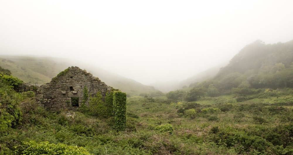 Fotografia aerea della foresta