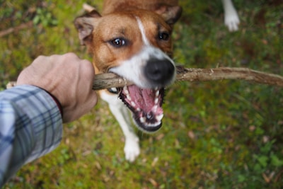 A person playing fetch with their energetic dog in a green park.