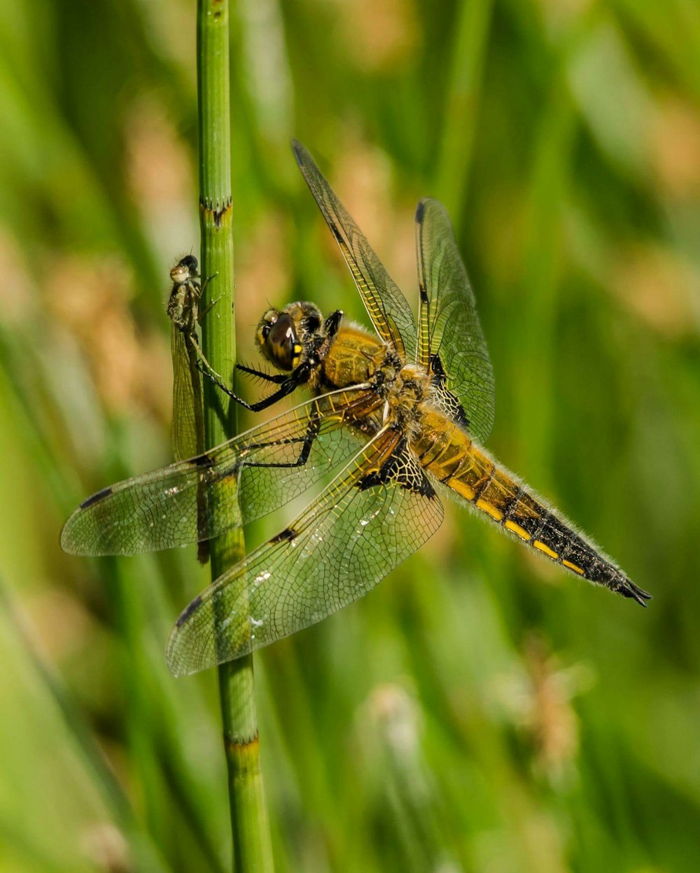 winged insect perched on plant stem