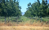 Rows of lush green plants growing in the family orchard on a sunny day.