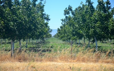 A scenic view of an avocado farm with rows of trees under a clear blue sky.