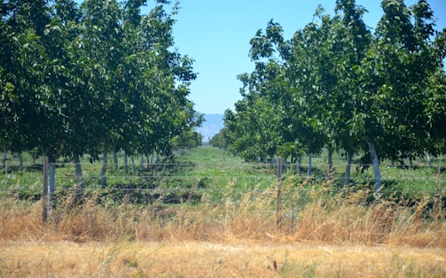 Rows of macadamia trees under a clear blue sky.