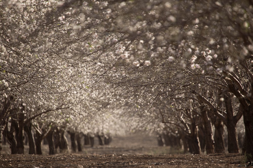 grayscale photo of tree lined dirt road