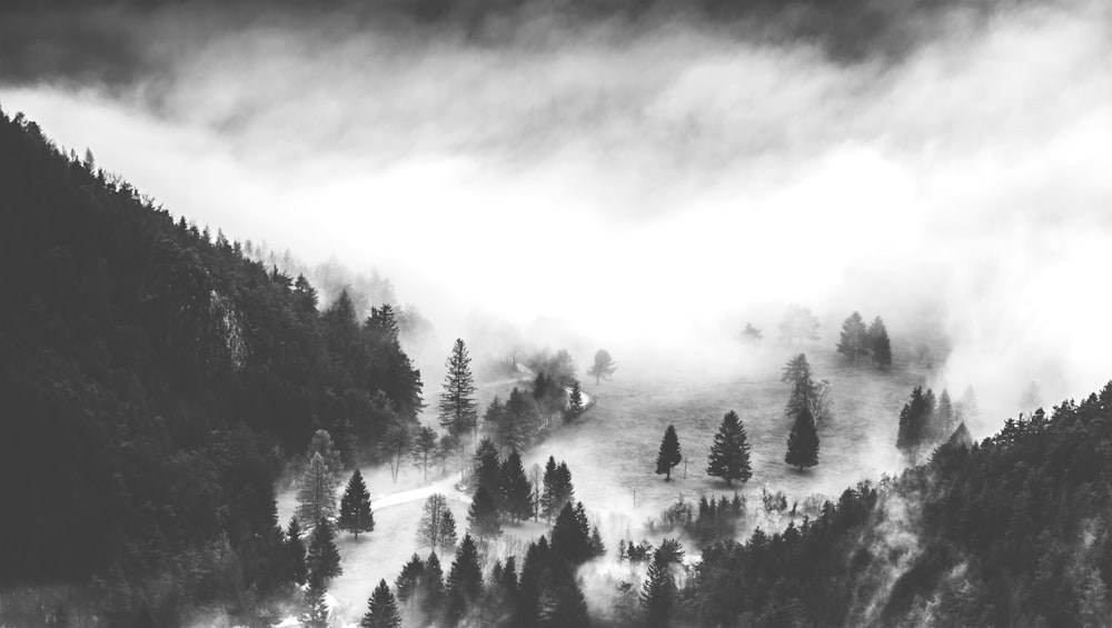 Montaña cubierta de pinos Fotografía en escala de grises